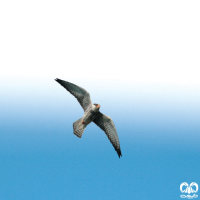 گونه شاهین آمور Amur Falcon